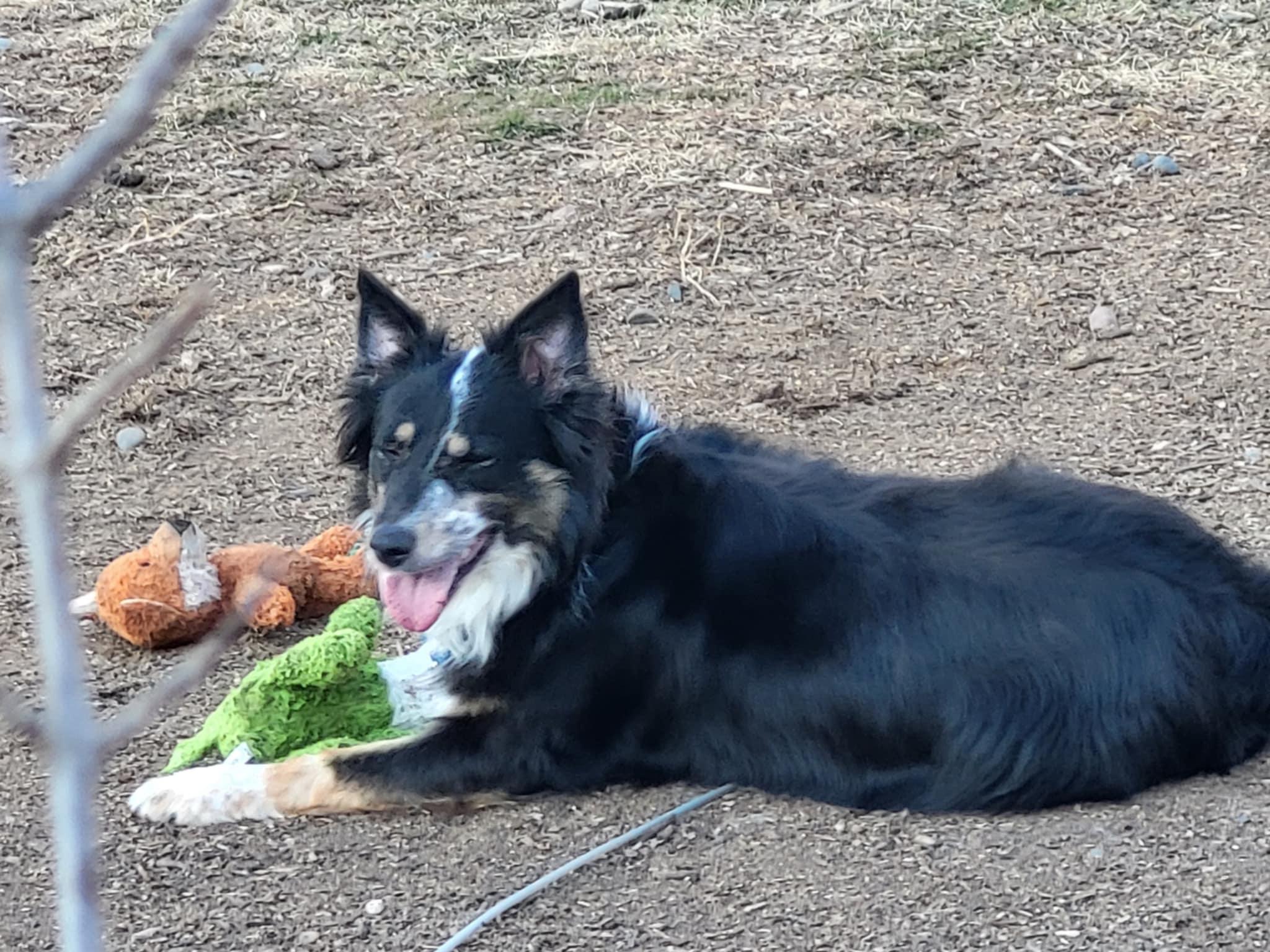 Eunice, a Adoptable mixed breed in Elk River, MN image 1/3