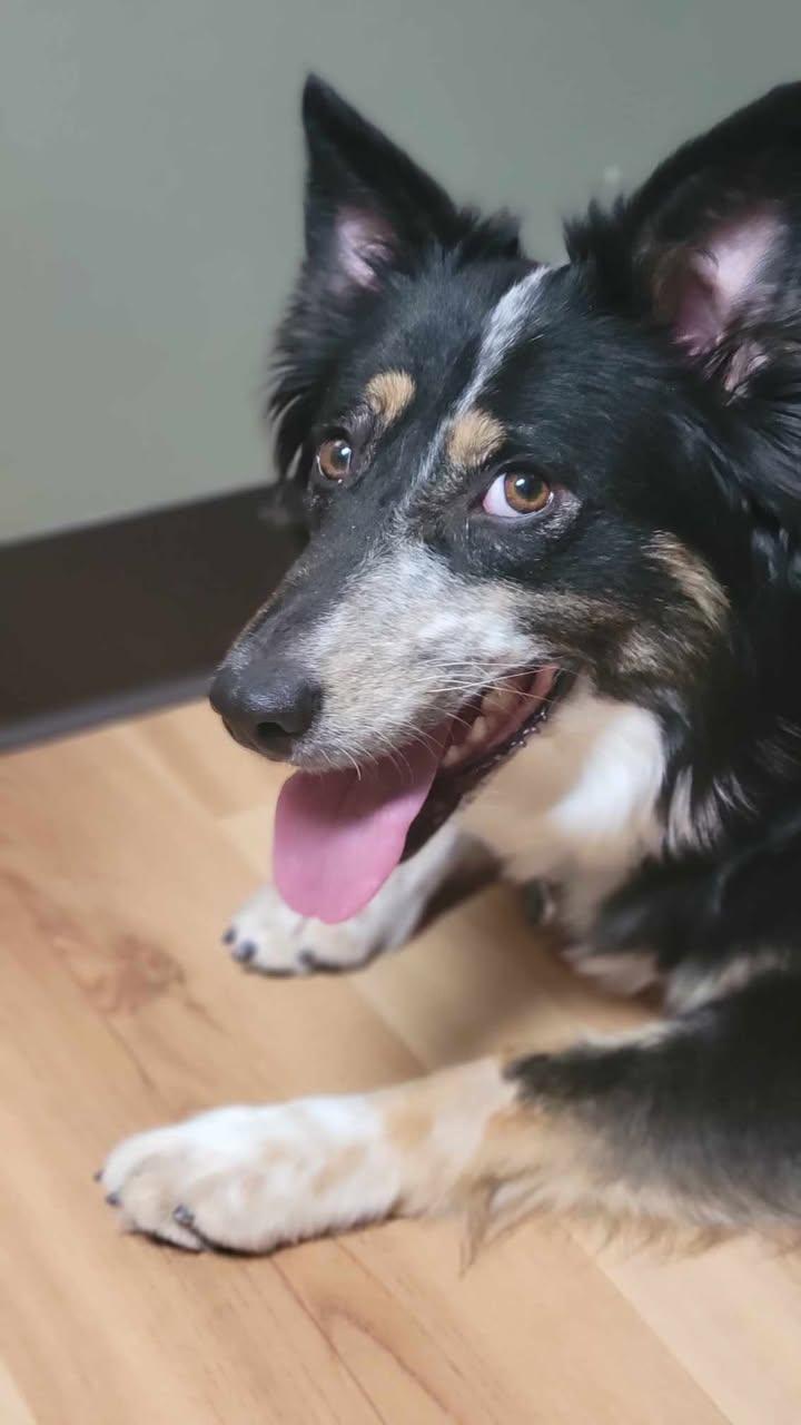 Eunice, a Adoptable mixed breed in Elk River, MN image 2/3