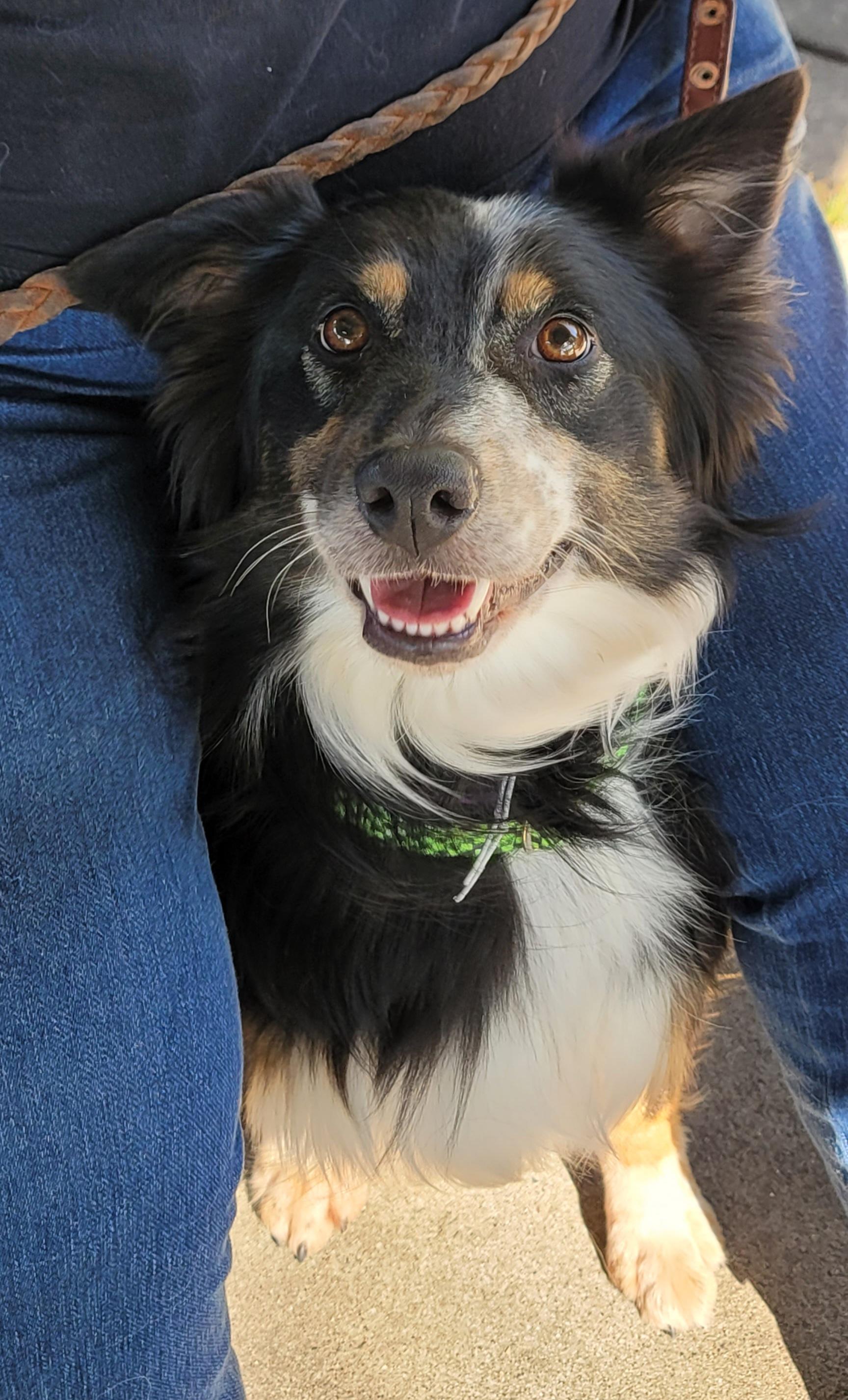 Enlarge Eunice, a Adoptable mixed breed in Elk River, MN image 4/4