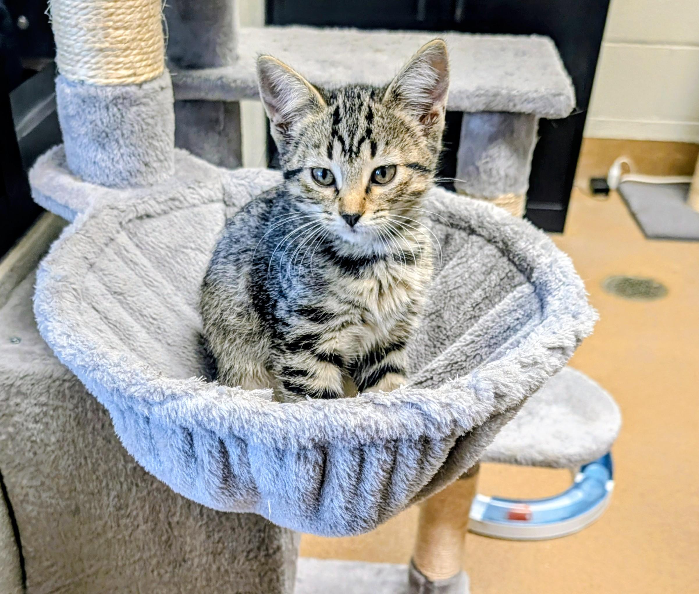 Enlarge Tiny, a Adopted mixed breed in Mount Juliet, TN image 1/2