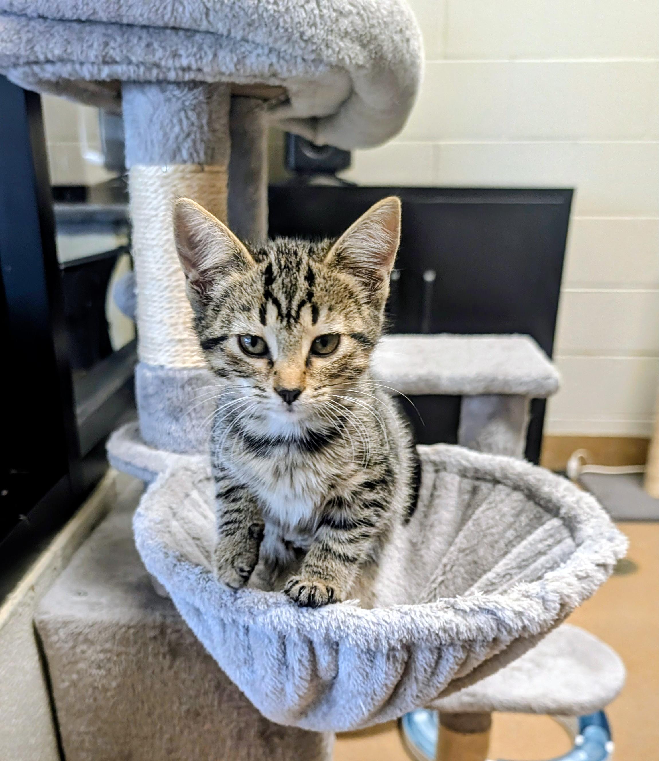 Enlarge Tiny, a Adopted mixed breed in Mount Juliet, TN image 2/2