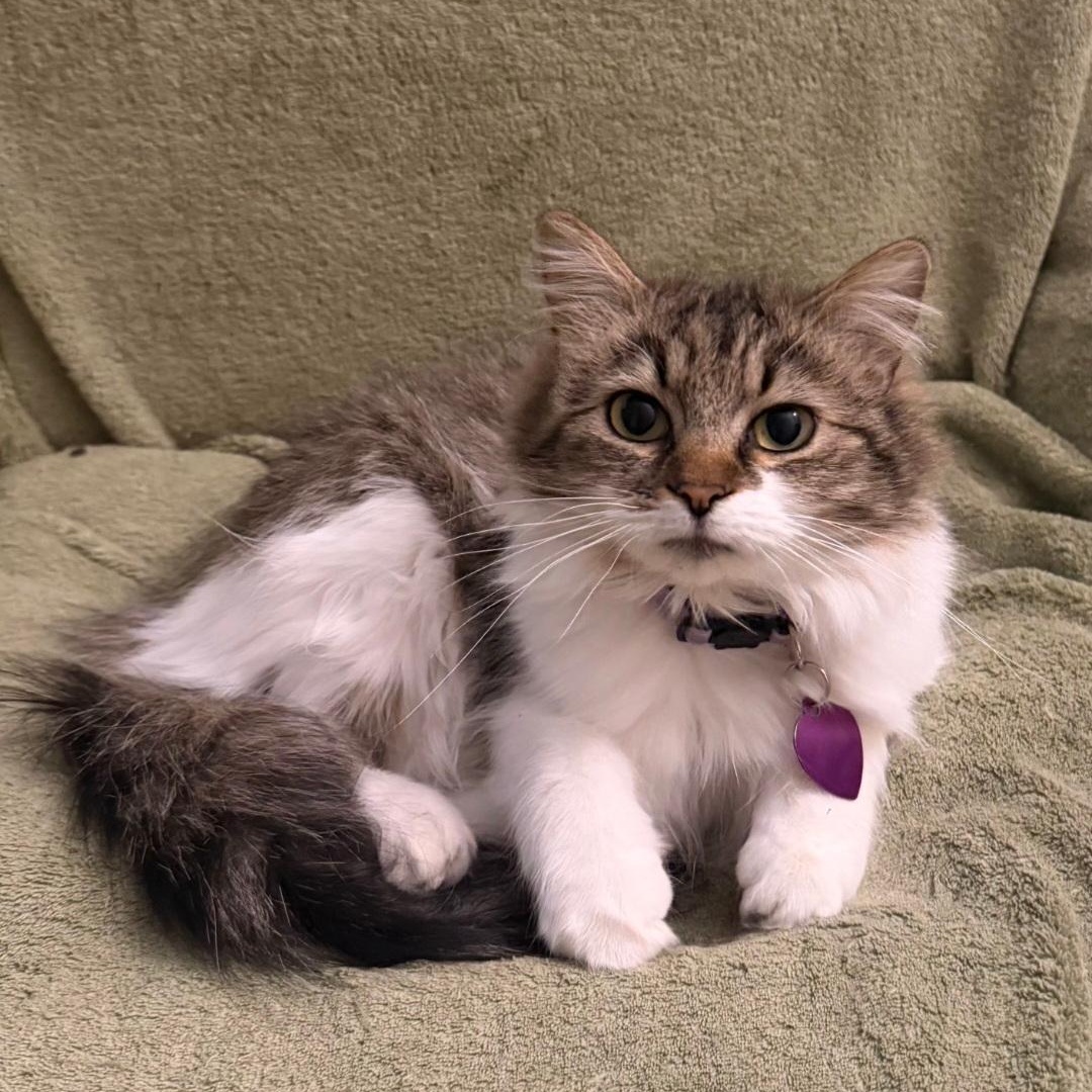 Enlarge Sasha, a ADOPTABLE Domestic Long Hair in Maryville, TN image 1/2