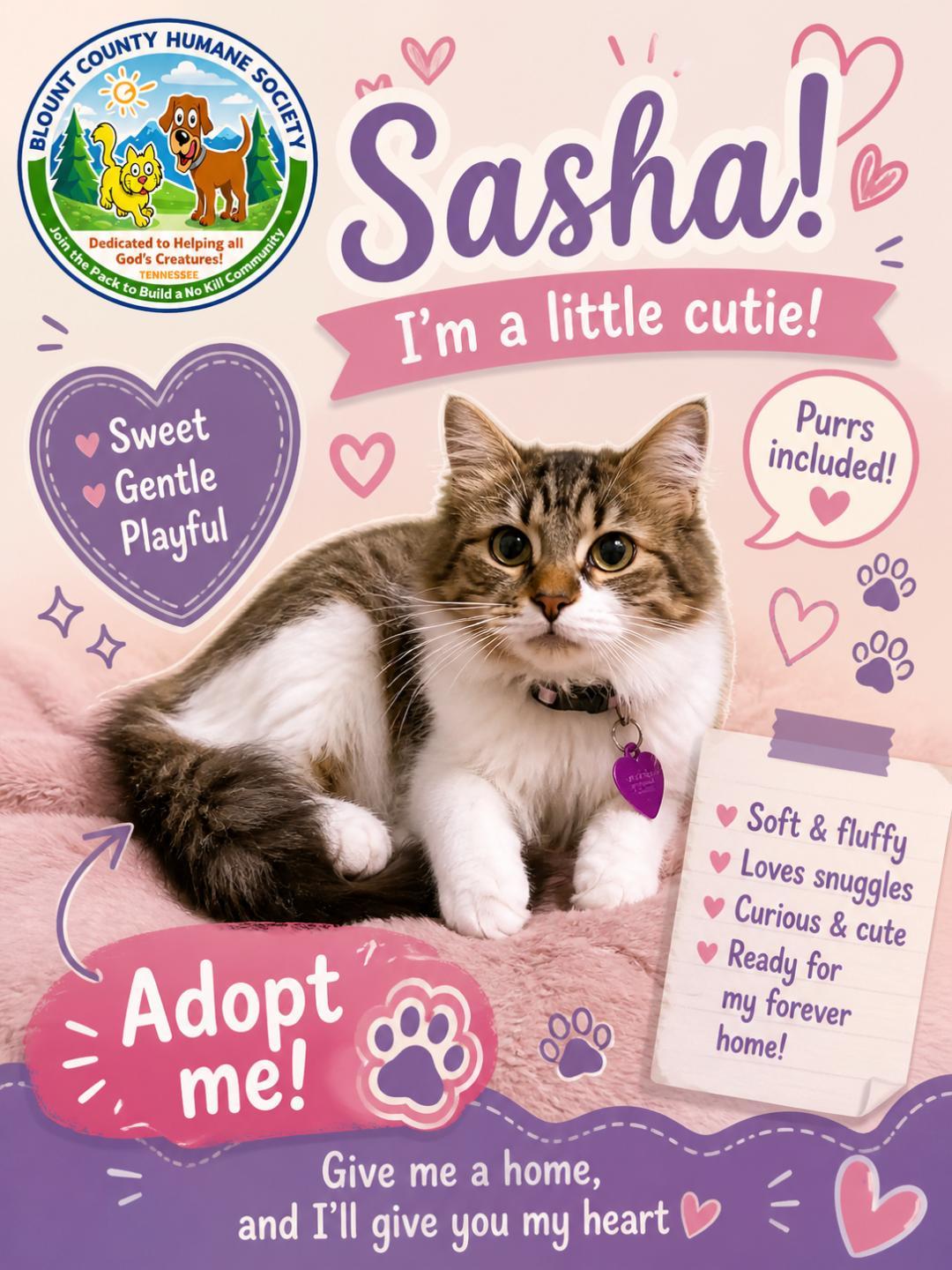 Enlarge Sasha, a ADOPTABLE Domestic Long Hair in Maryville, TN image 2/2