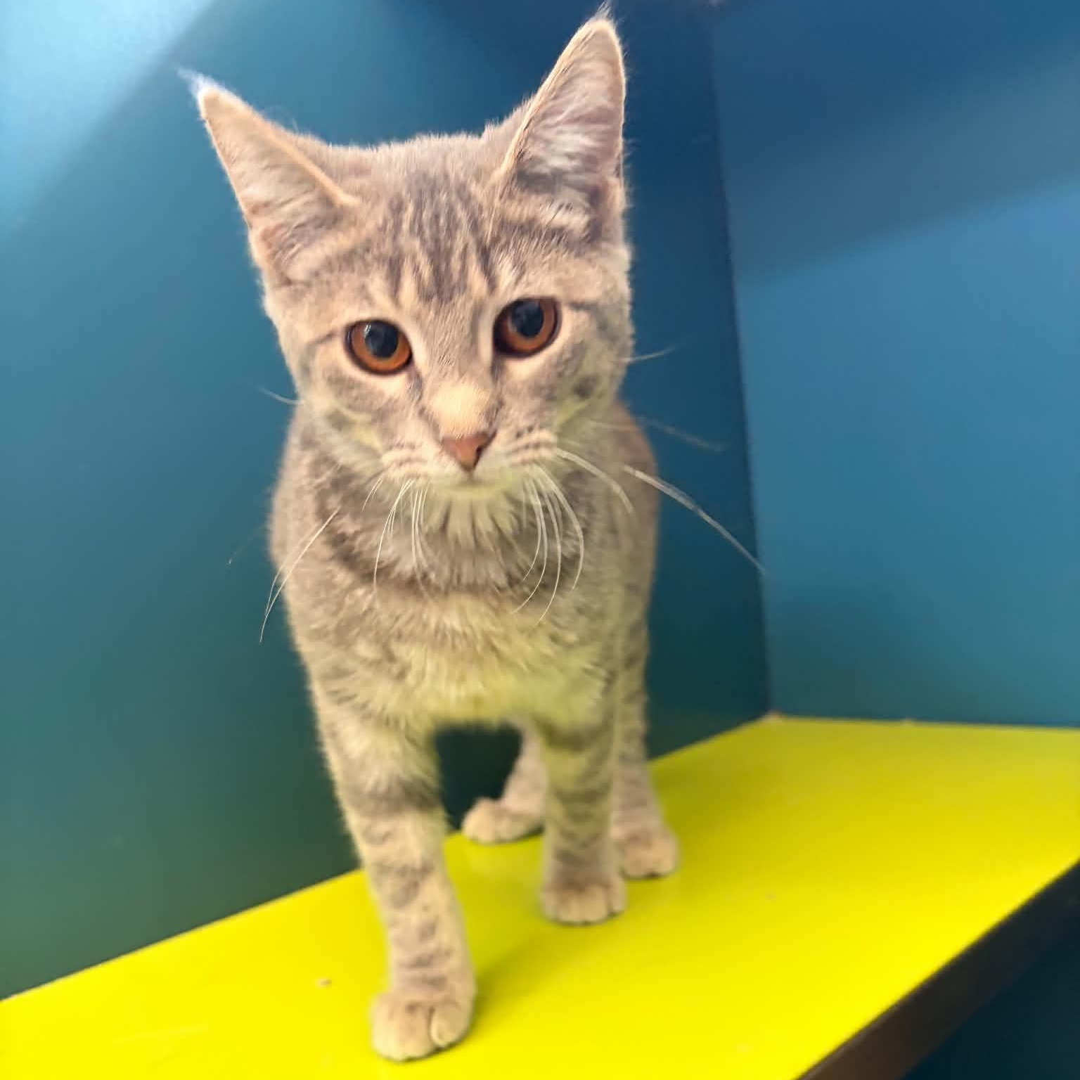 Bubbles, adopted, Young Female Domestic Short Hair.