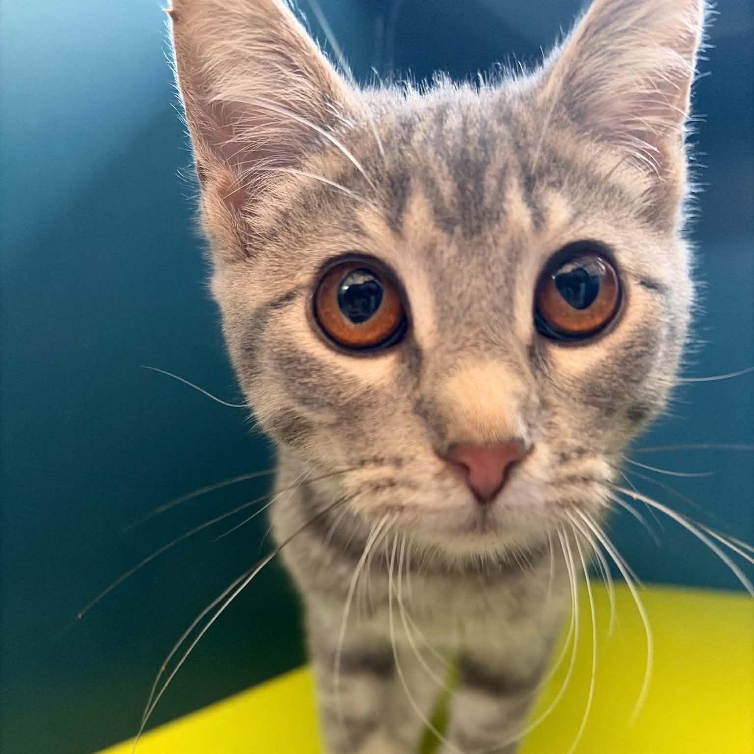 Bubbles, an adopted Domestic Short Hair in Waterloo, IA image 3/3