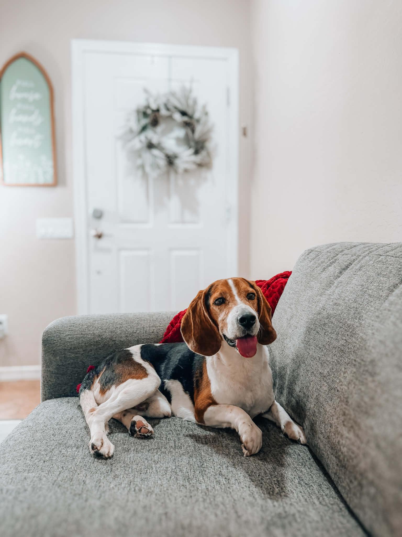 Lou, ADOPTABLE, Adult Male Beagle.