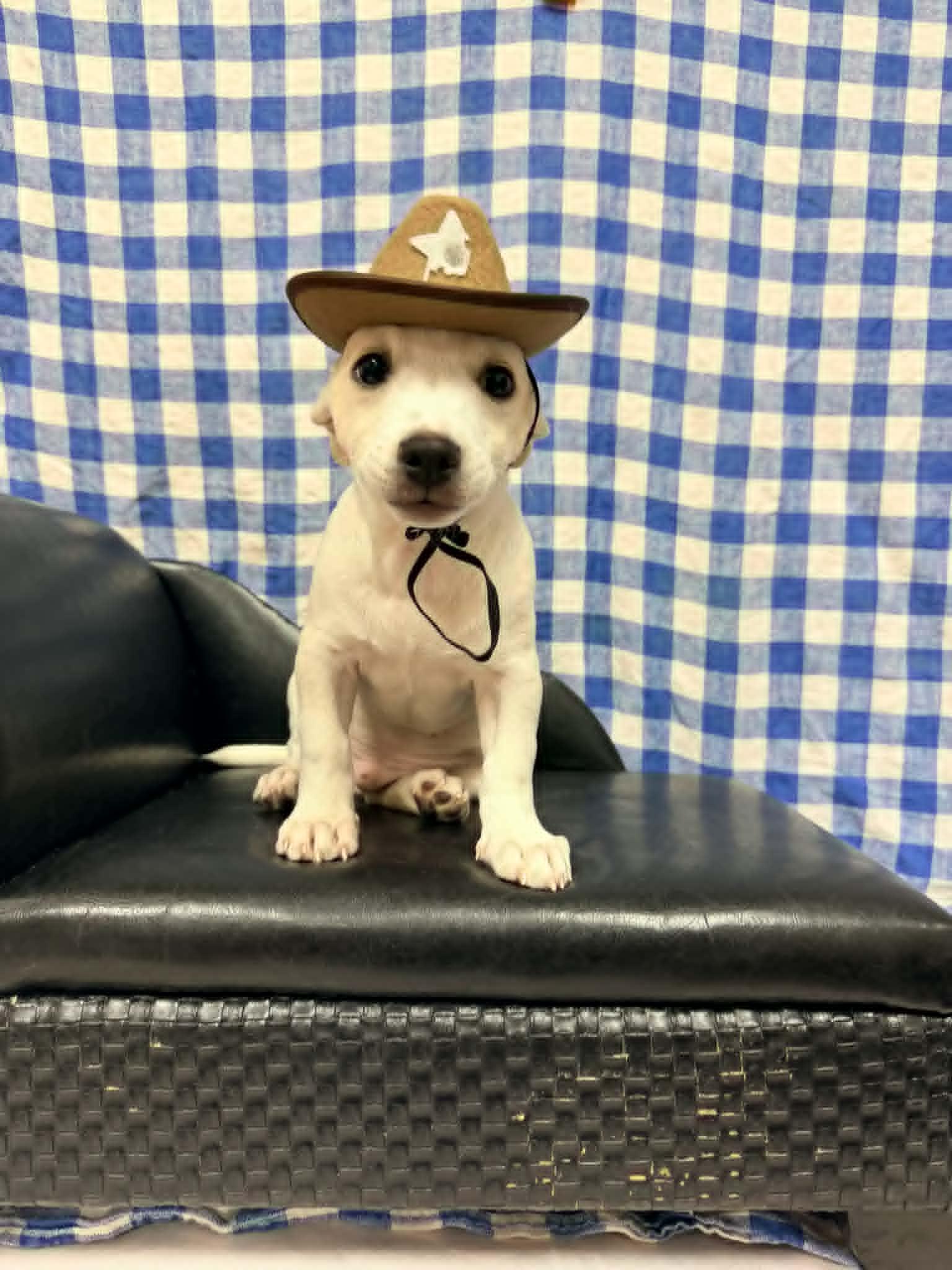 Wasabi, a ADOPTABLE mixed breed in PHOENIX, AZ image 5/5