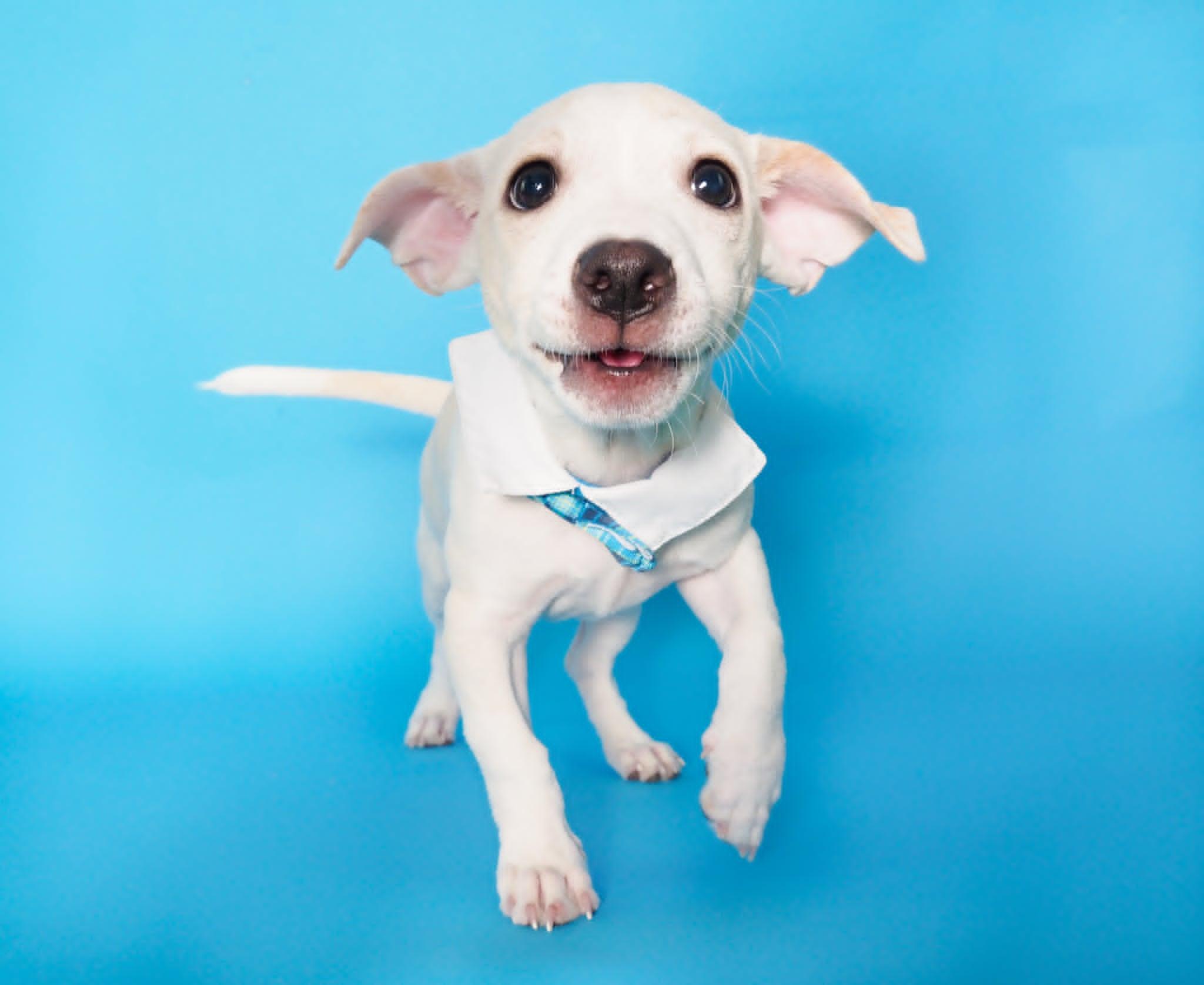 Wasabi, ADOPTABLE, Puppy Male Terrier & Chihuahua.
