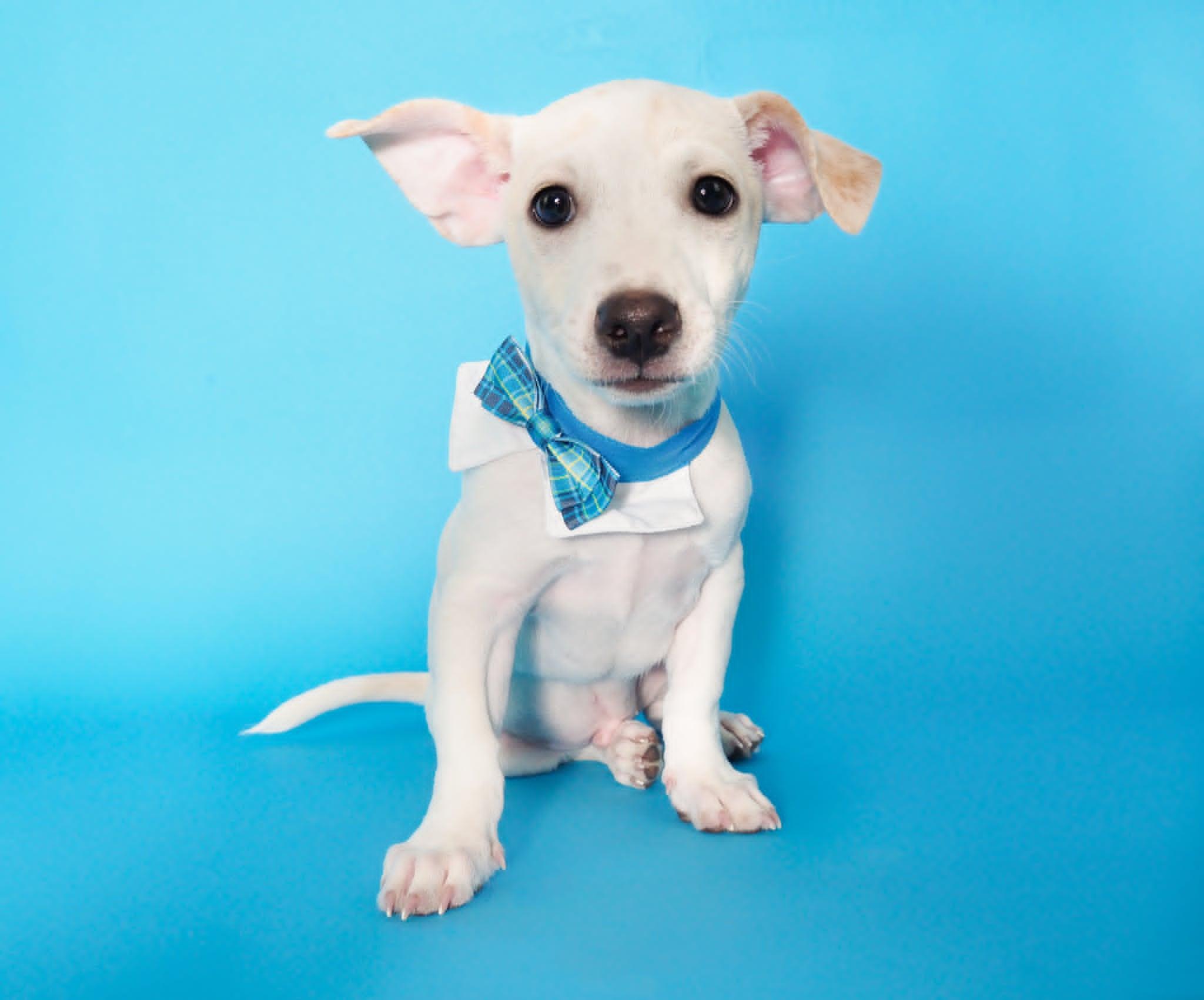 Wasabi, a ADOPTABLE mixed breed in PHOENIX, AZ image 3/5