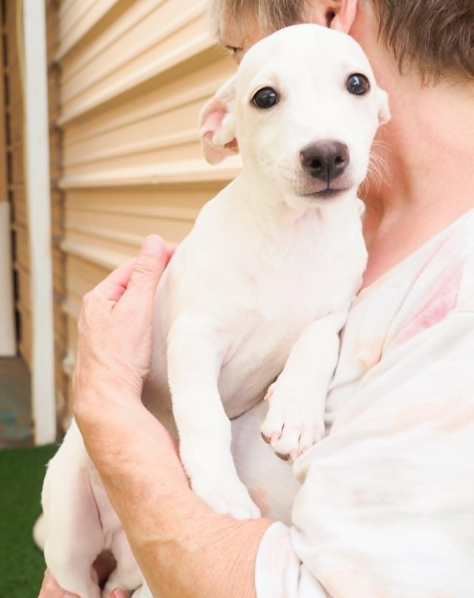 Wasabi, a ADOPTABLE mixed breed in PHOENIX, AZ image 4/5