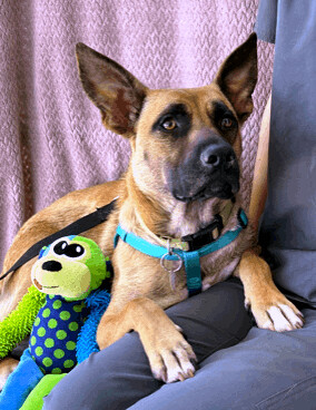 Enlarge Jessie, a Adoptable mixed breed in Lodi, CA image 1/6