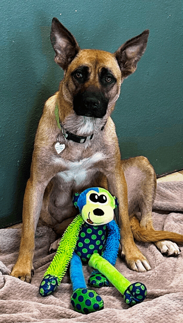 Enlarge Jessie, a Adoptable mixed breed in Lodi, CA image 2/6