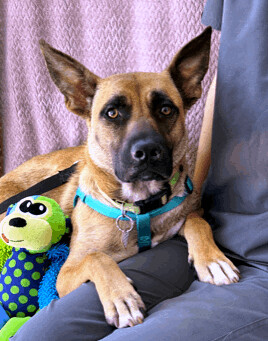 Enlarge Jessie, a Adoptable mixed breed in Lodi, CA image 3/6