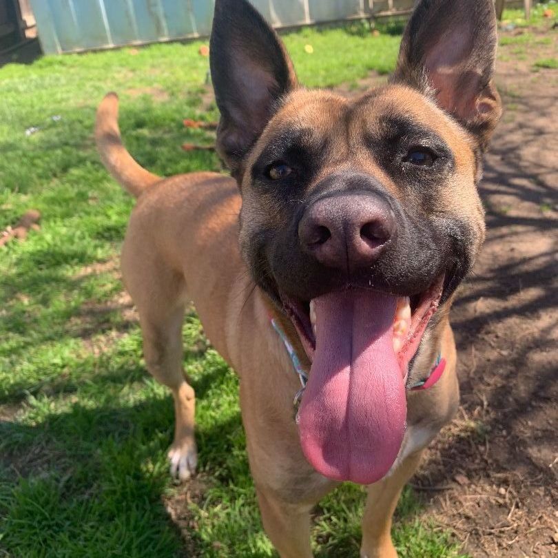 Enlarge Jessie, a Adoptable mixed breed in Lodi, CA image 4/6