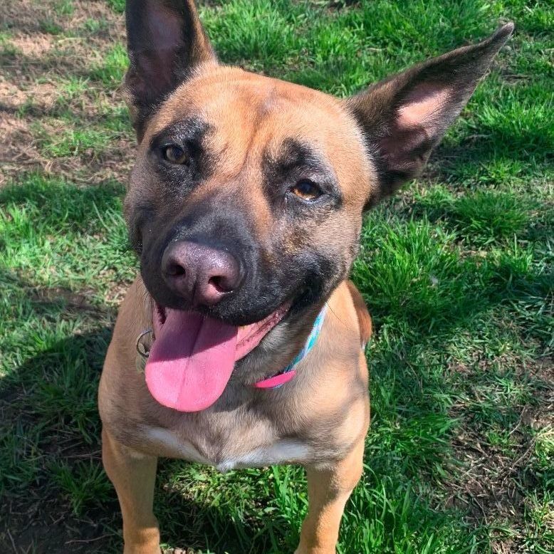 Enlarge Jessie, a Adoptable mixed breed in Lodi, CA image 5/6