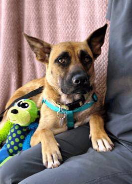 Enlarge Jessie, a Adoptable mixed breed in Lodi, CA image 6/6