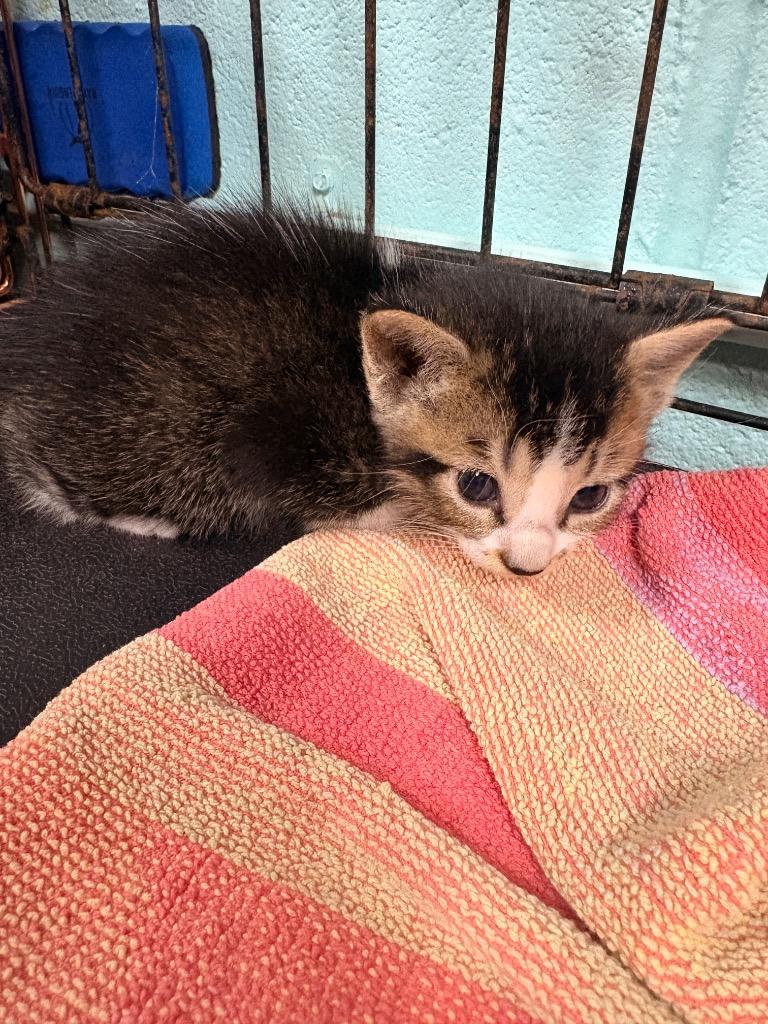Terry Labonte, Adoptable, Kitten Male Domestic Medium Hair.
