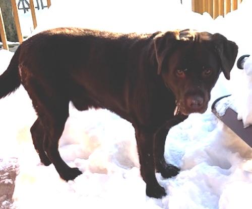 Enlarge Mochi, an adopted Chocolate Labrador Retriever in Killingworth, CT image 2/5