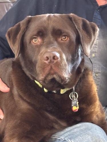 Mochi, adopted, Adult Male Chocolate Labrador Retriever.