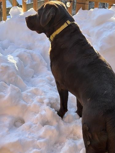 Enlarge Mochi, an adopted Chocolate Labrador Retriever in Killingworth, CT image 3/5