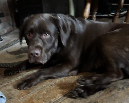 Enlarge Mochi, an adopted Chocolate Labrador Retriever in Killingworth, CT image 5/5