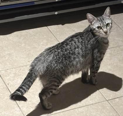 Padme, Adoptable, Adult Female Domestic Short Hair & Domestic Short Hair.