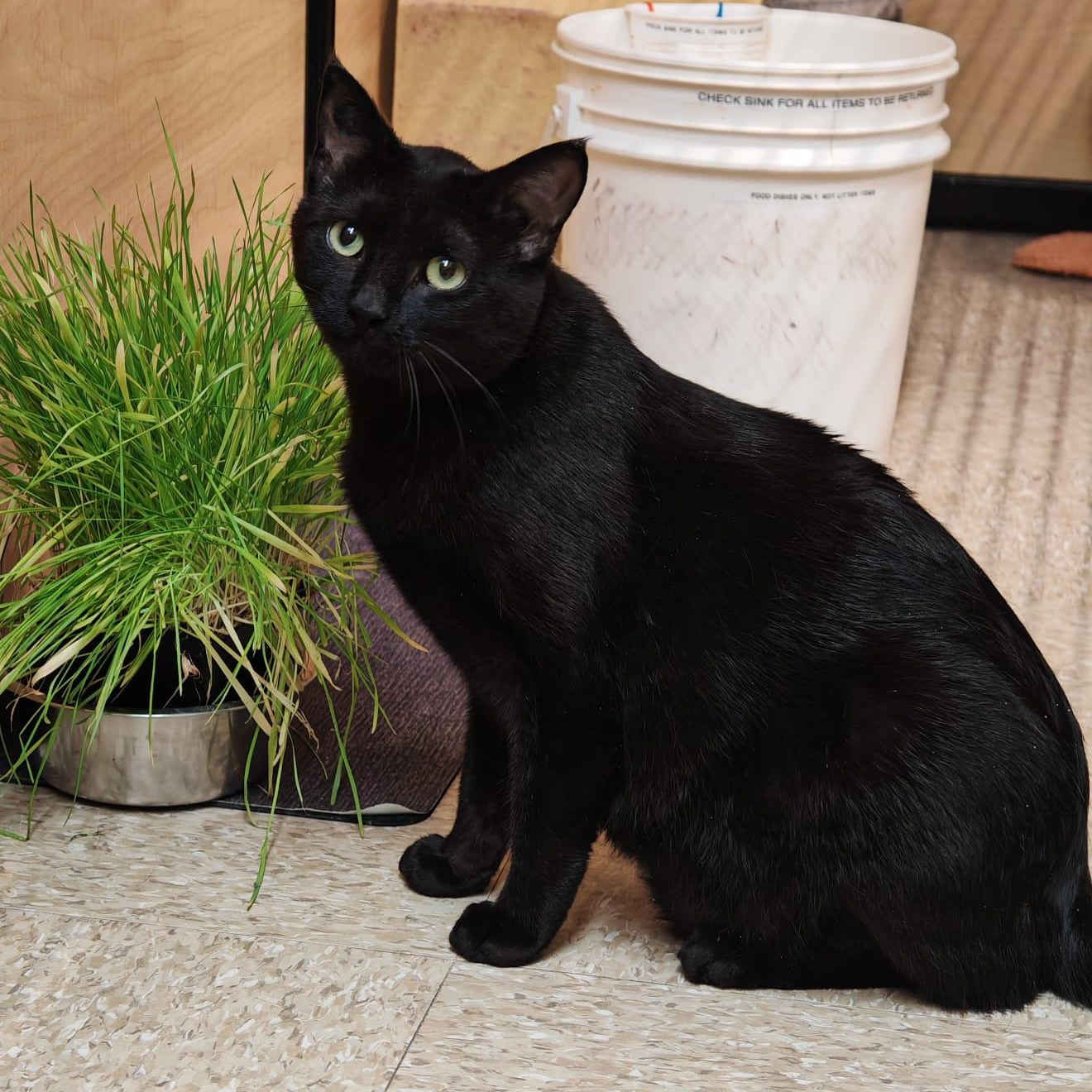 Coal, adopted, Adult Male Domestic Short Hair.