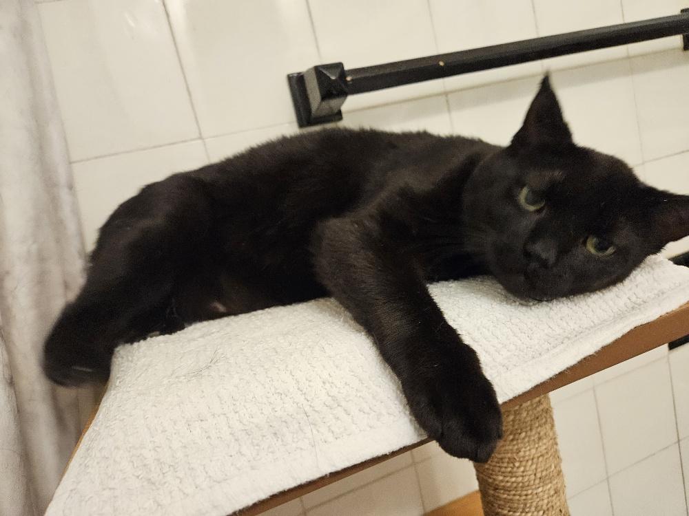 Enlarge Coal, an adopted Domestic Short Hair in Richmond Hill, ON image 3/3