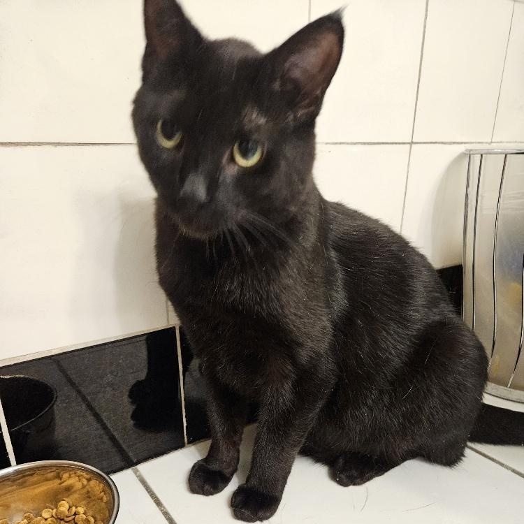 Enlarge Coal, an adopted Domestic Short Hair in Richmond Hill, ON image 2/3