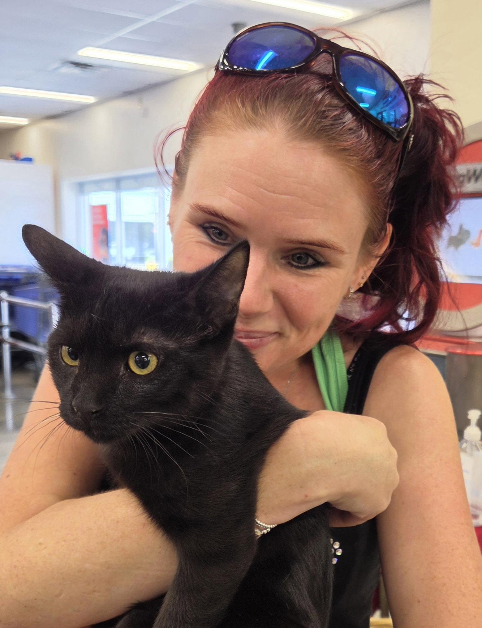 Bass, Adopted, Young Male Domestic Short Hair & Bombay.