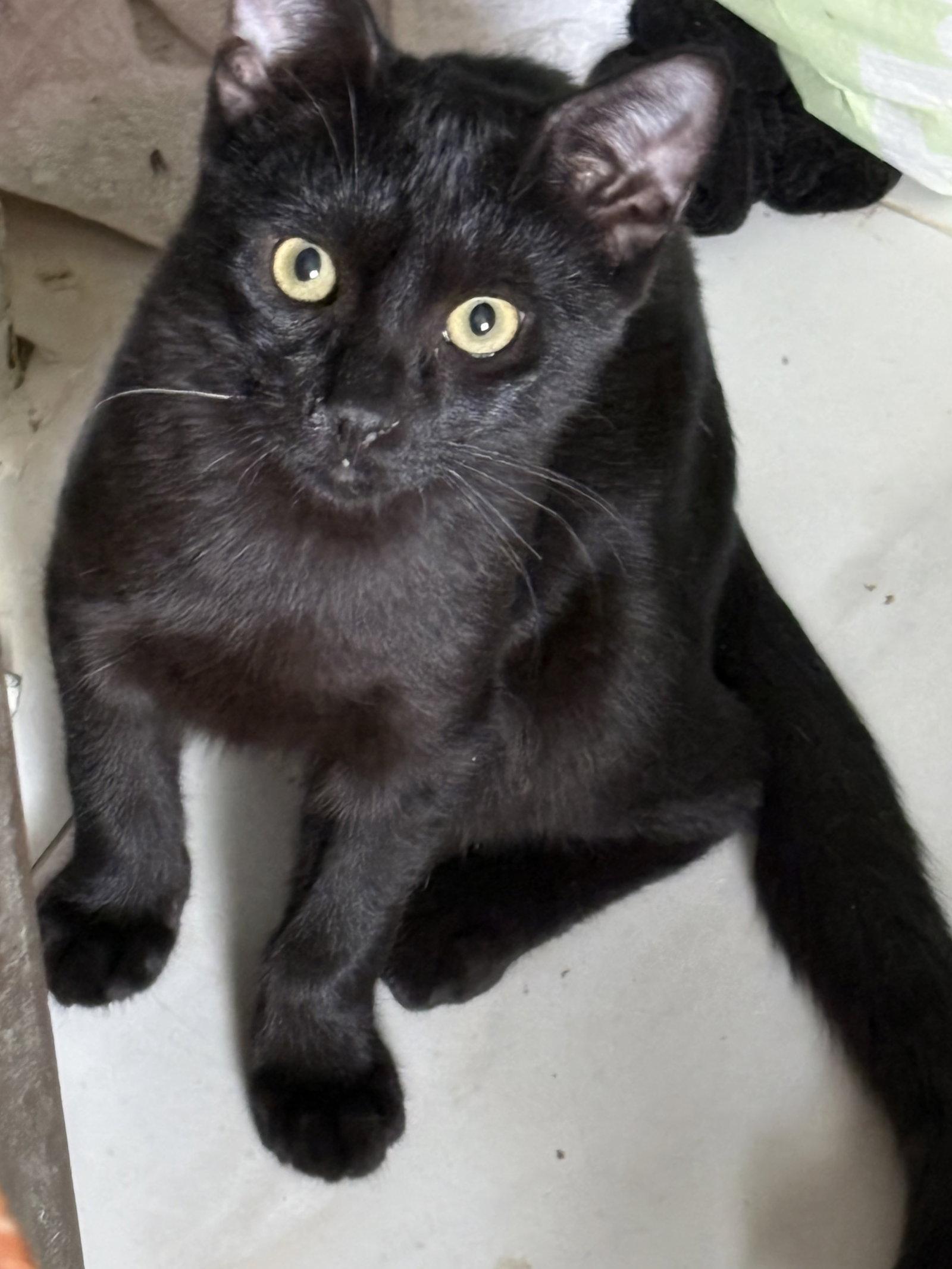 Bass, a Adopted mixed breed in Longwood, FL image 2/3