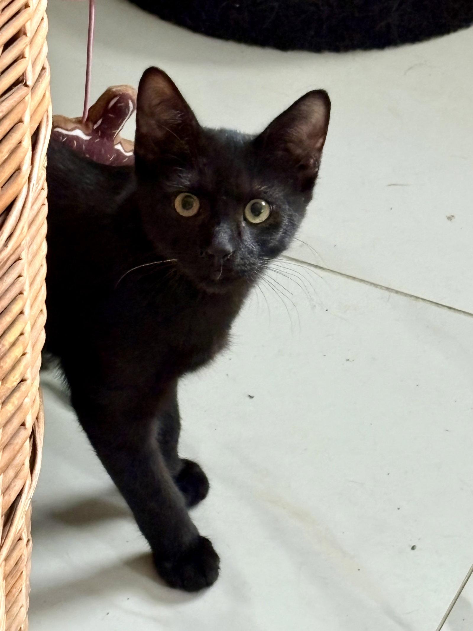 Bass, a Adopted mixed breed in Longwood, FL image 3/3