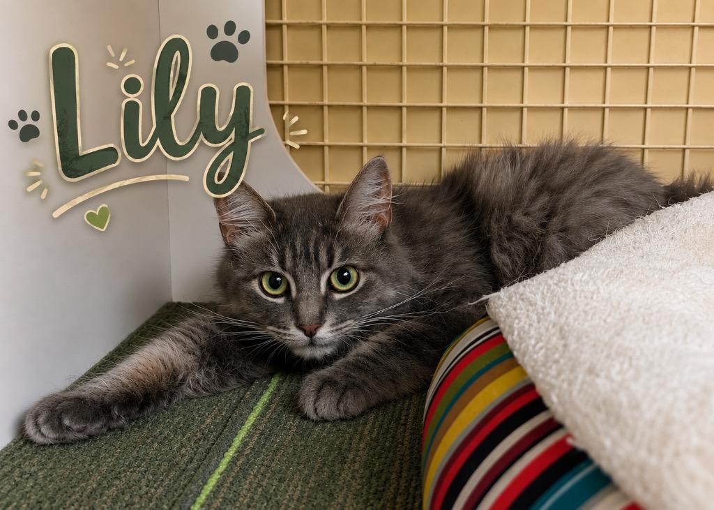 Lily, a Adoptable mixed breed in Dalton, GA image 2/3