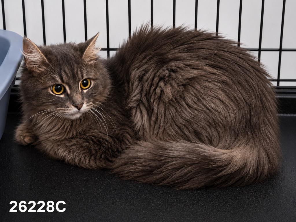 Lily, a Adoptable mixed breed in Dalton, GA image 3/3