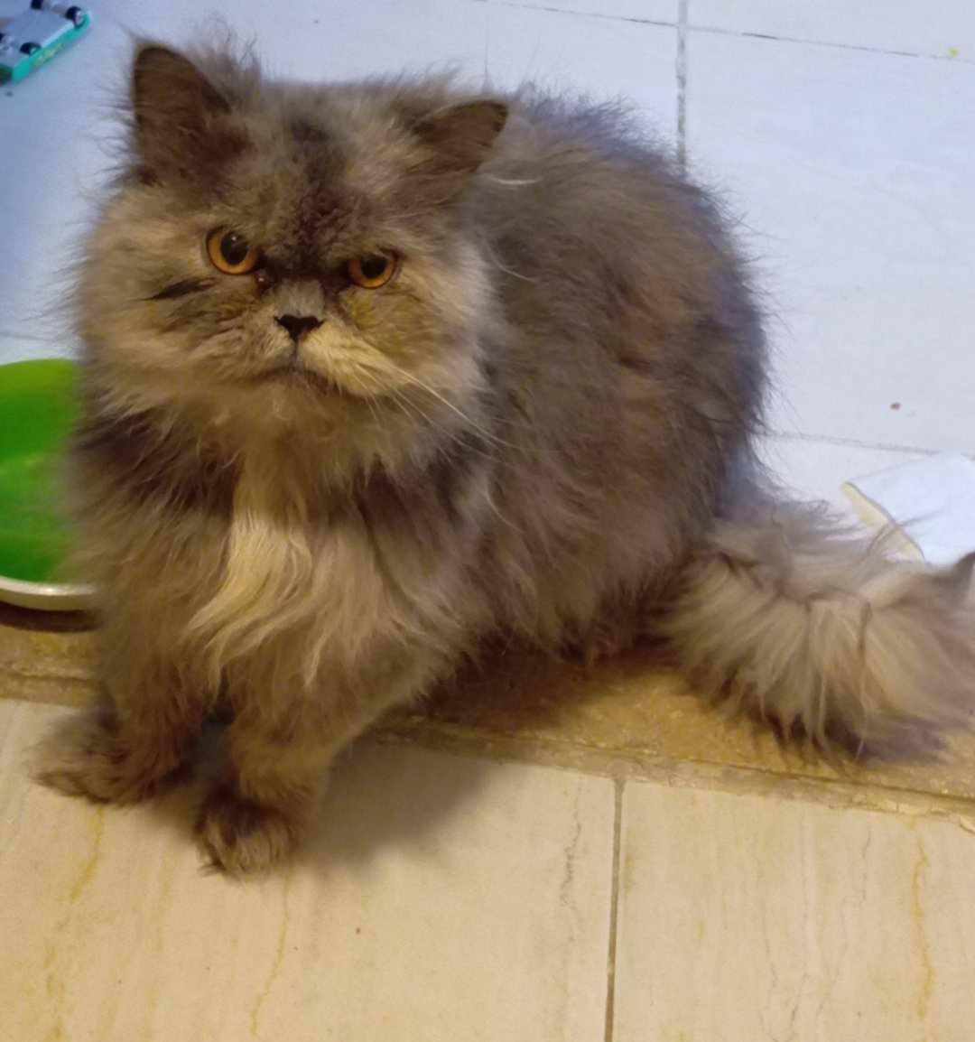 Fluffy photo 5