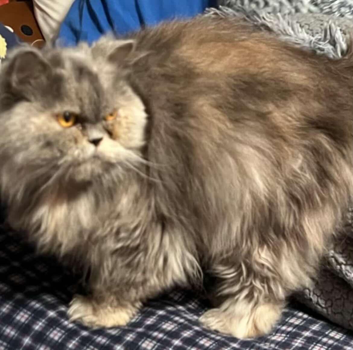 Fluffy photo 4