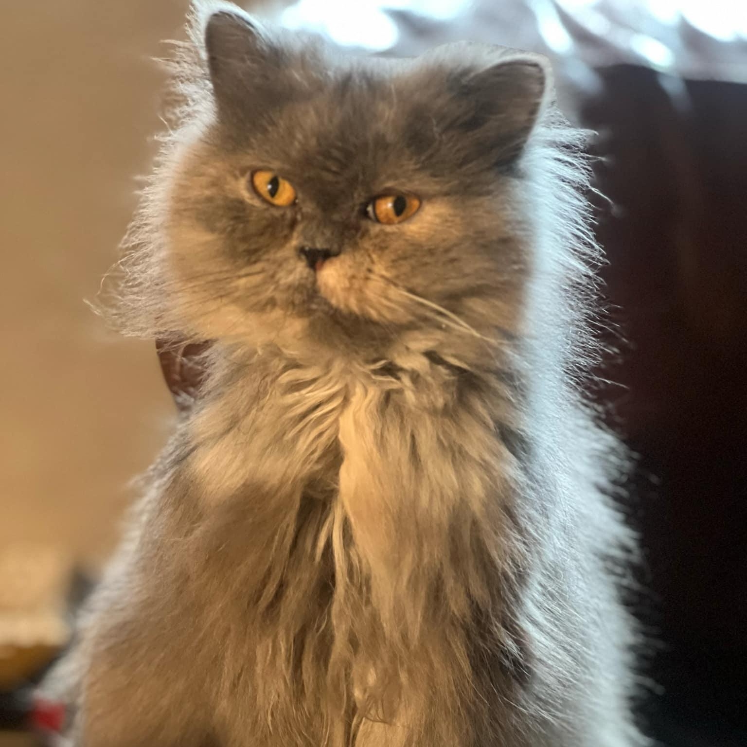 Fluffy, Adult Female unknown