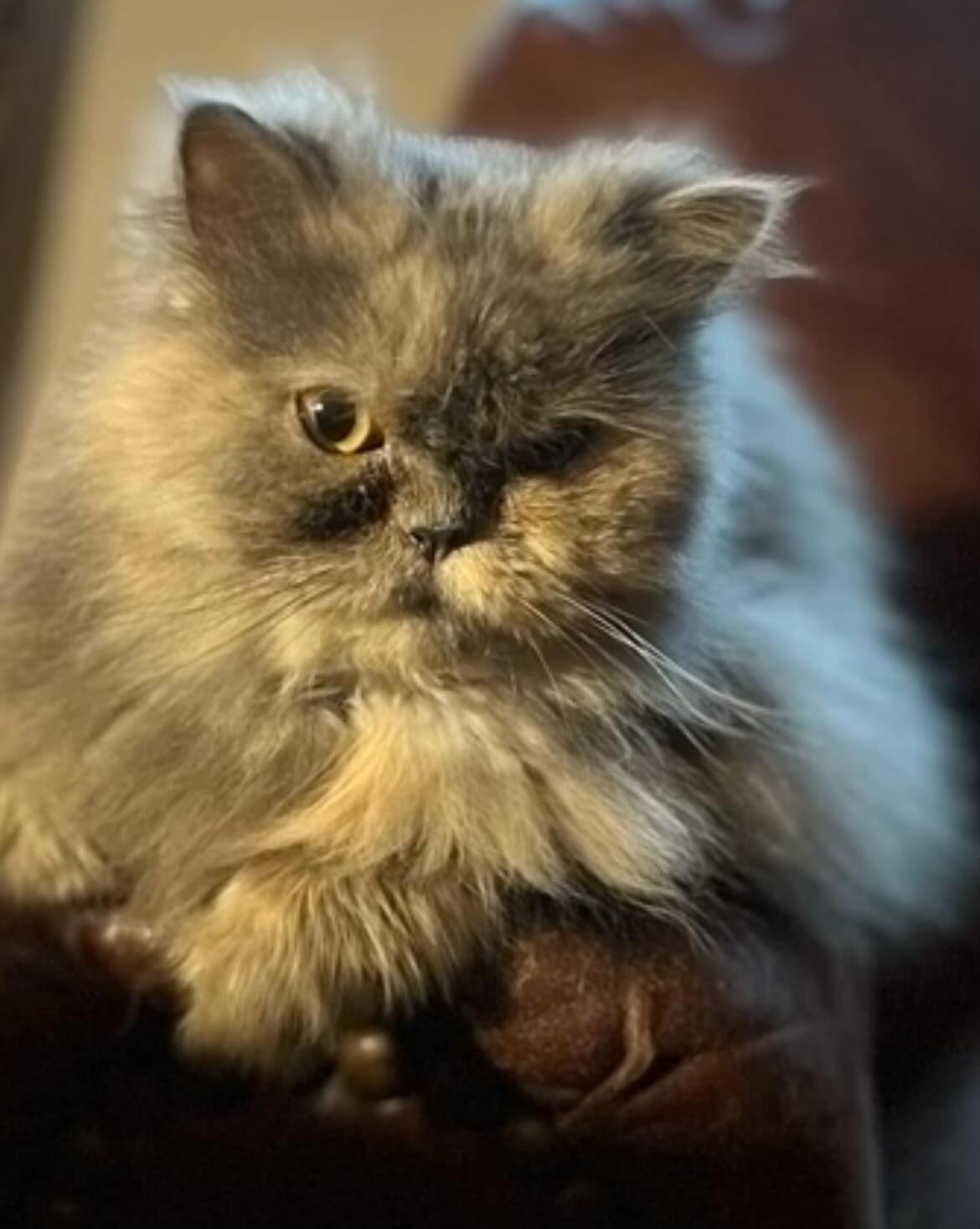Fluffy photo 2