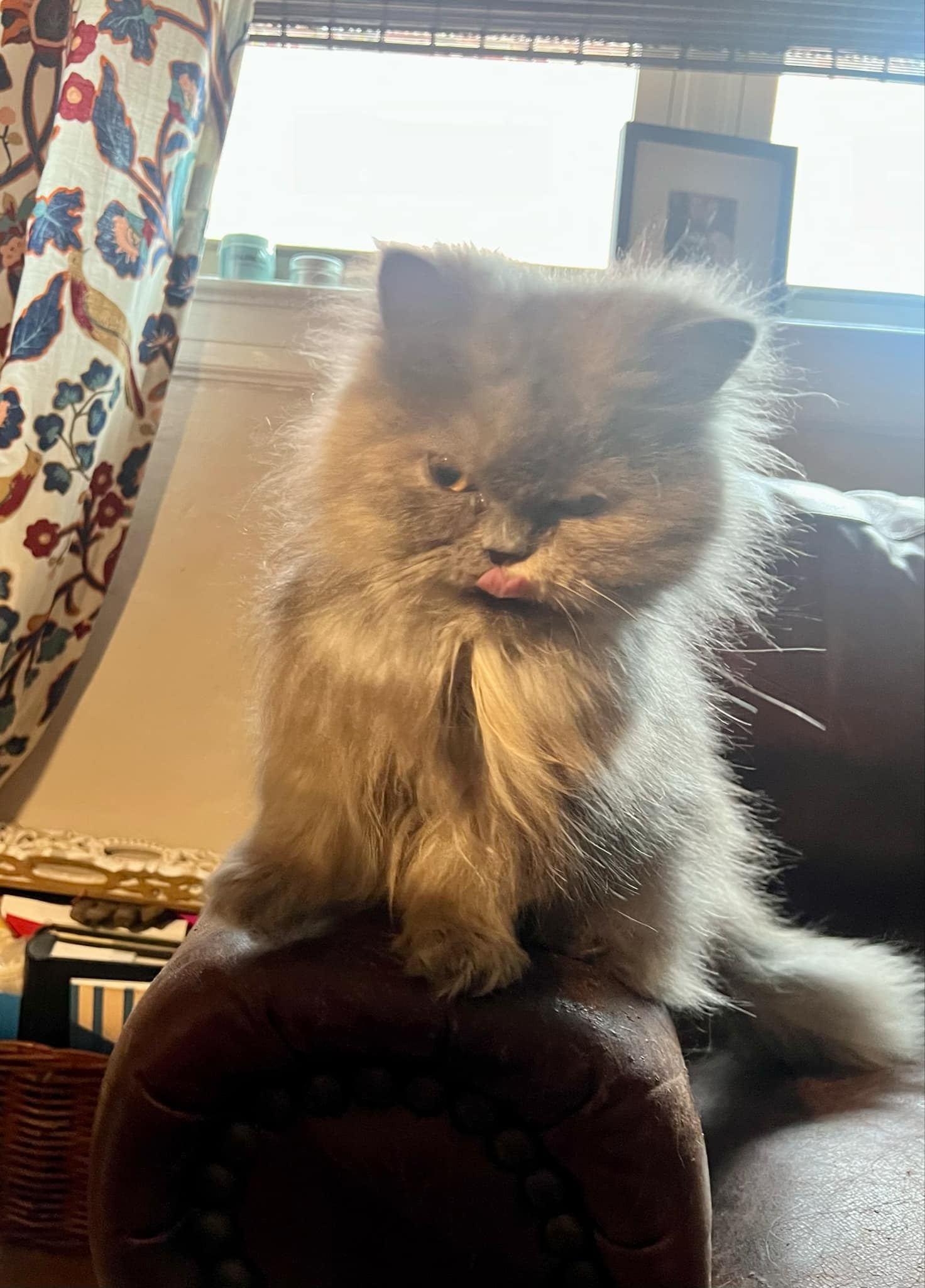 Fluffy photo 3
