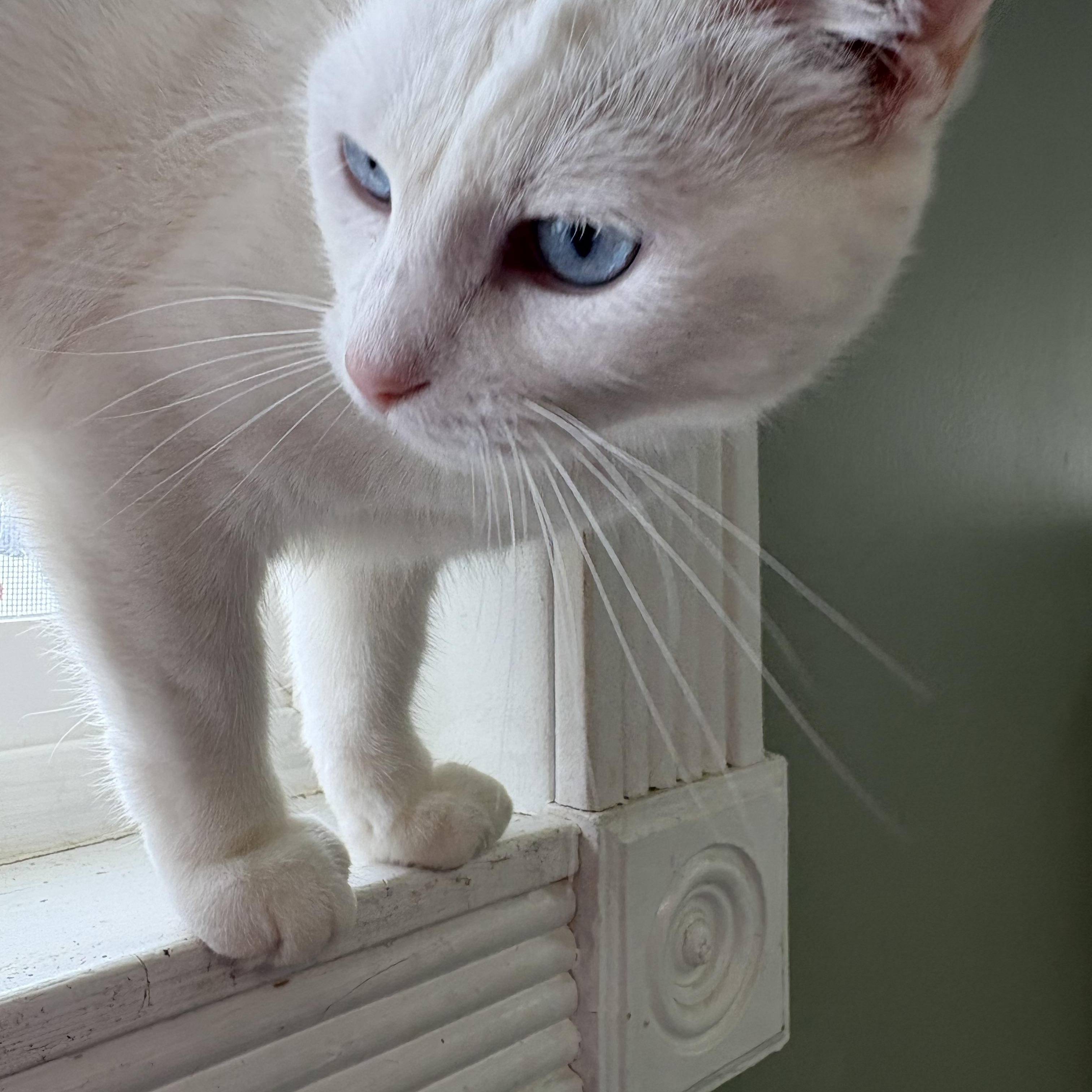 Bucky, a ADOPTABLE Domestic Short Hair in Wilder, KY image 2/2