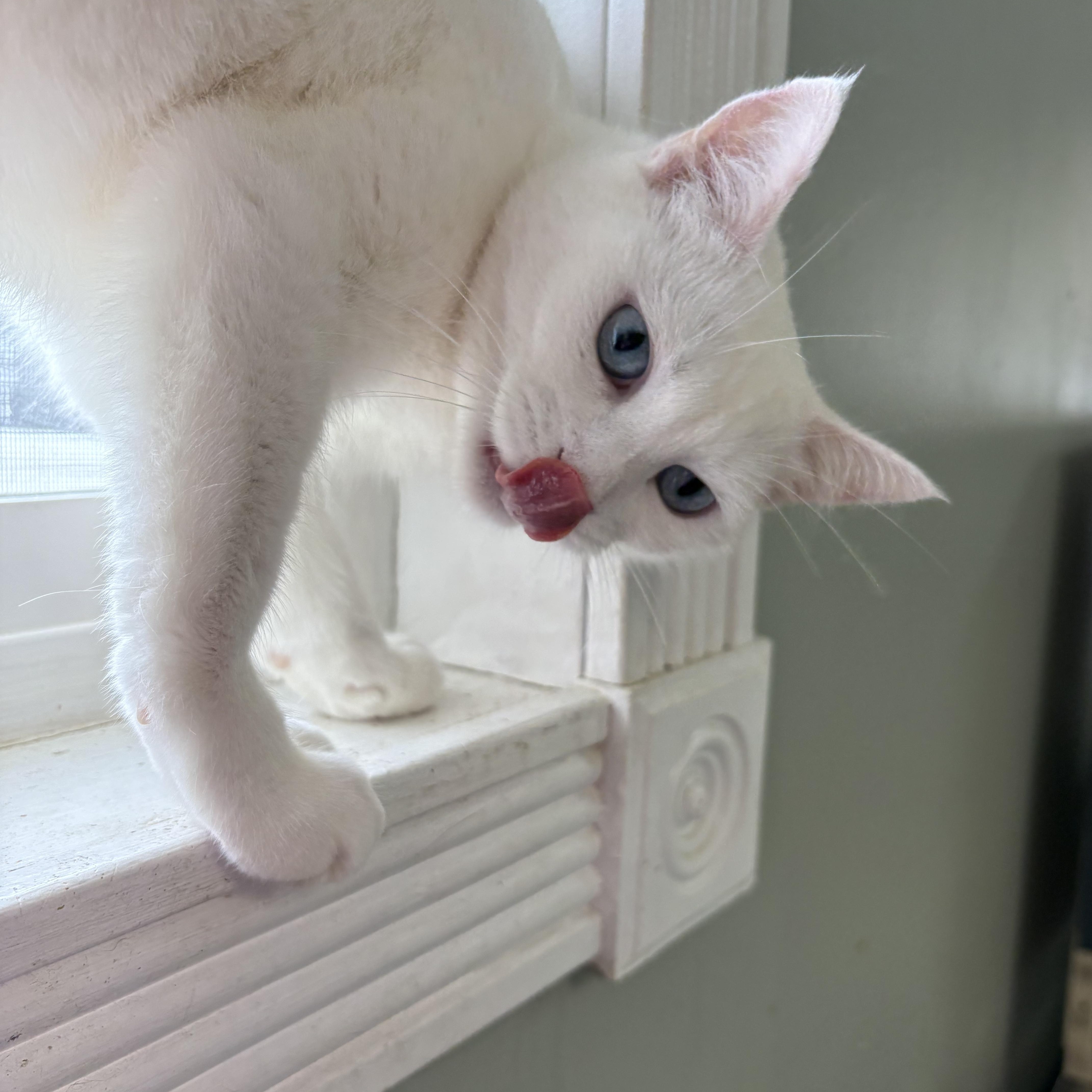 Bucky, ADOPTABLE, Young Female Domestic Short Hair.