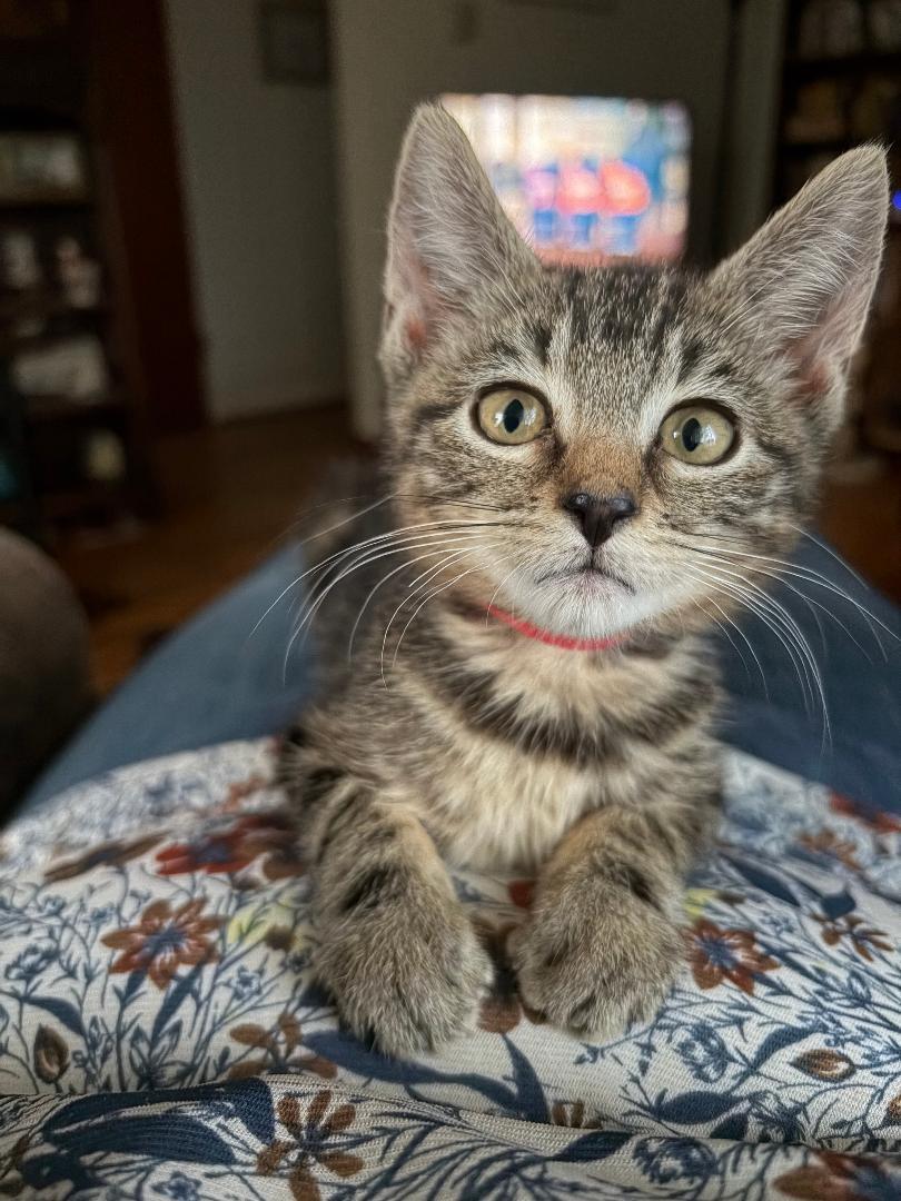 Nod, adopted, Kitten Female Domestic Short Hair.