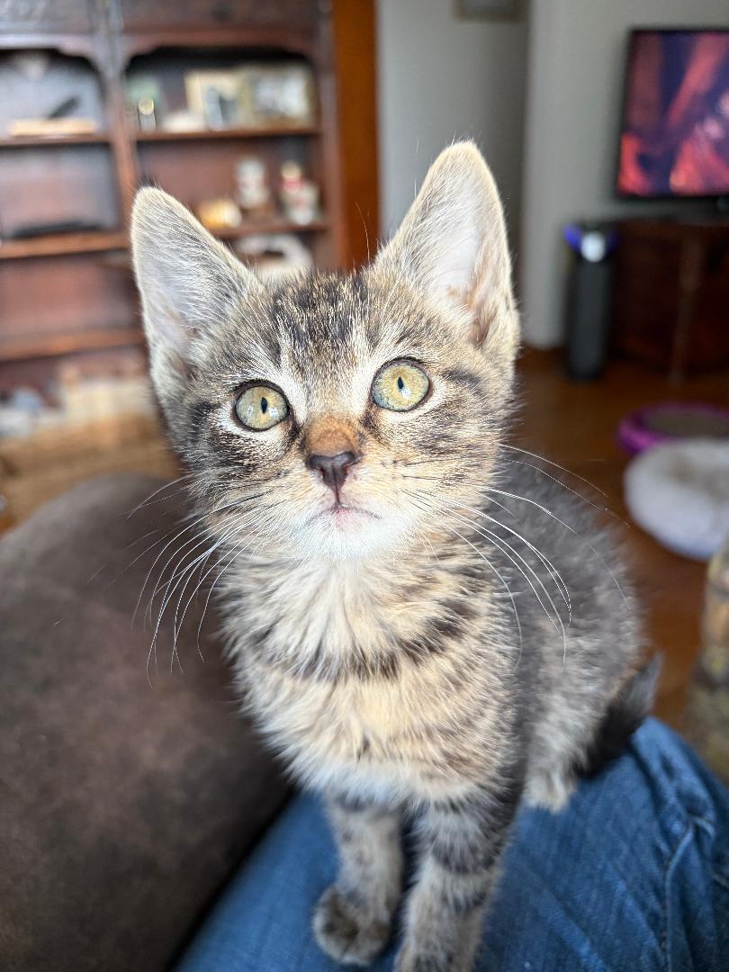 Enlarge Nod, an adopted Domestic Short Hair in Pasco, WA image 2/3