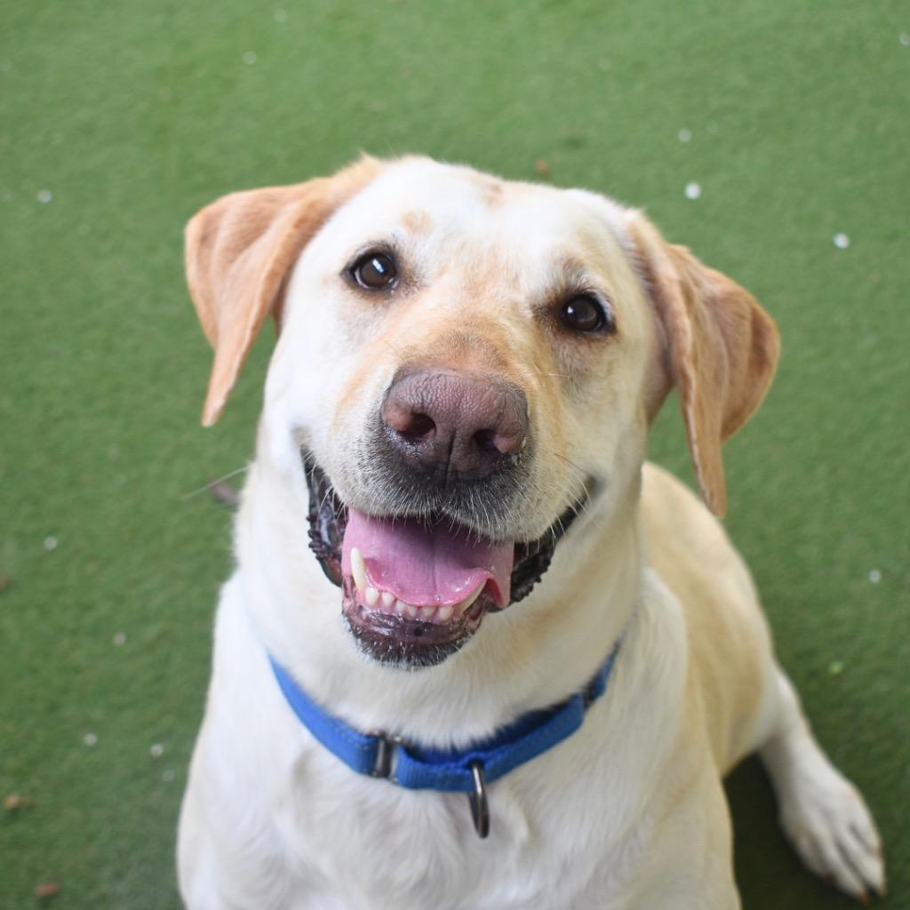 Yuki, Adoptable, Adult Female Labrador Retriever.