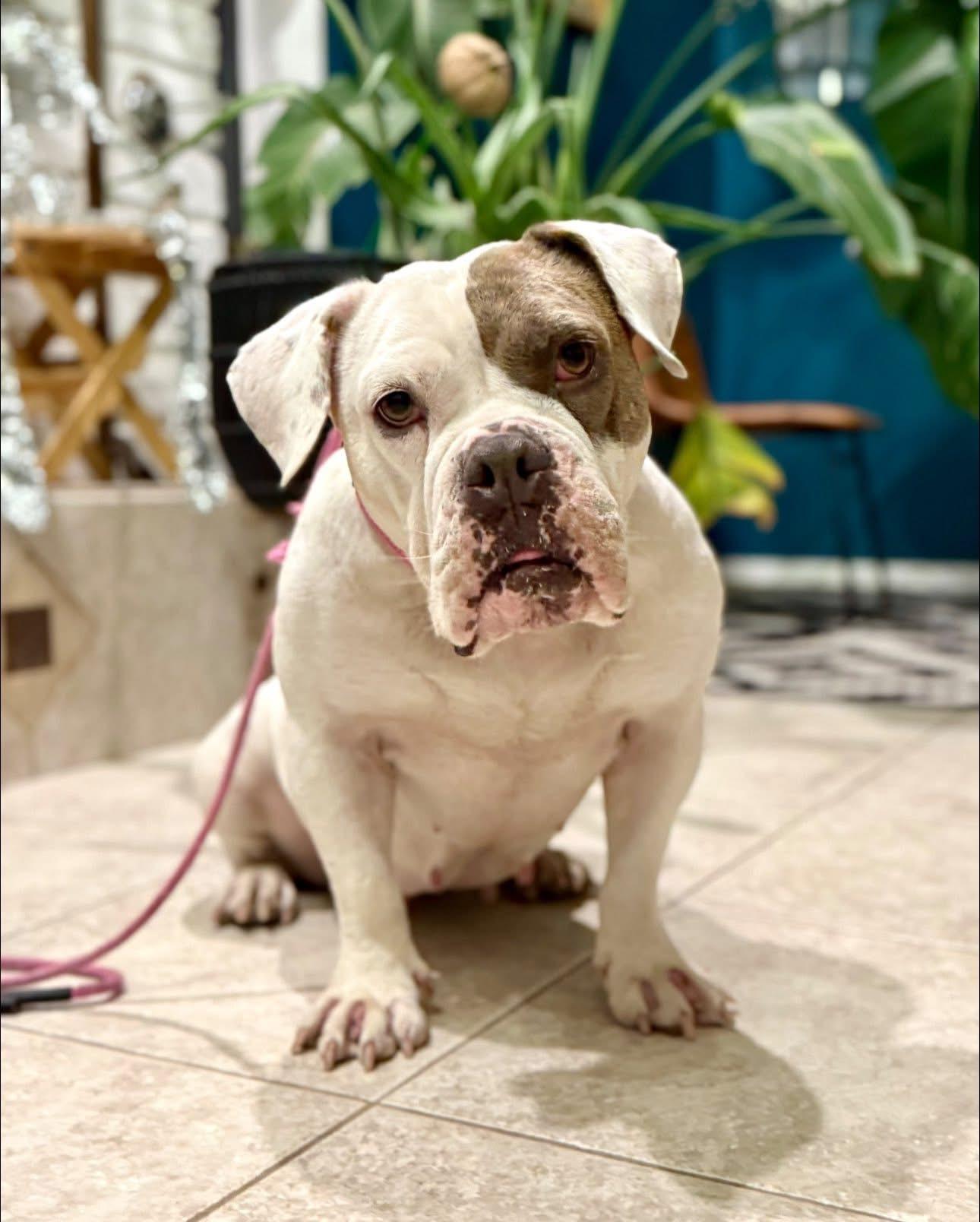 Joon, Adoptable, Adult Female English Bulldog.