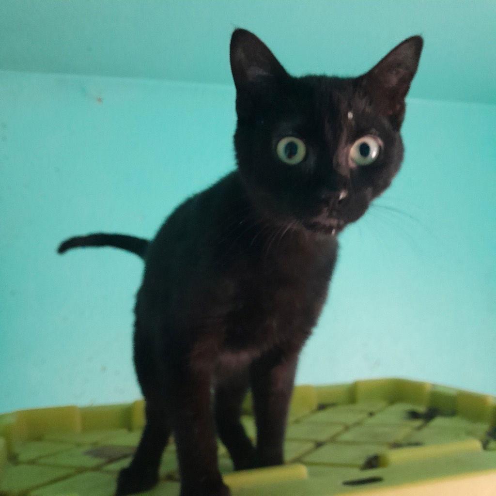 Enlarge Edison (Eddie), a Adopted Domestic Short Hair in Emmett, ID image 1/1