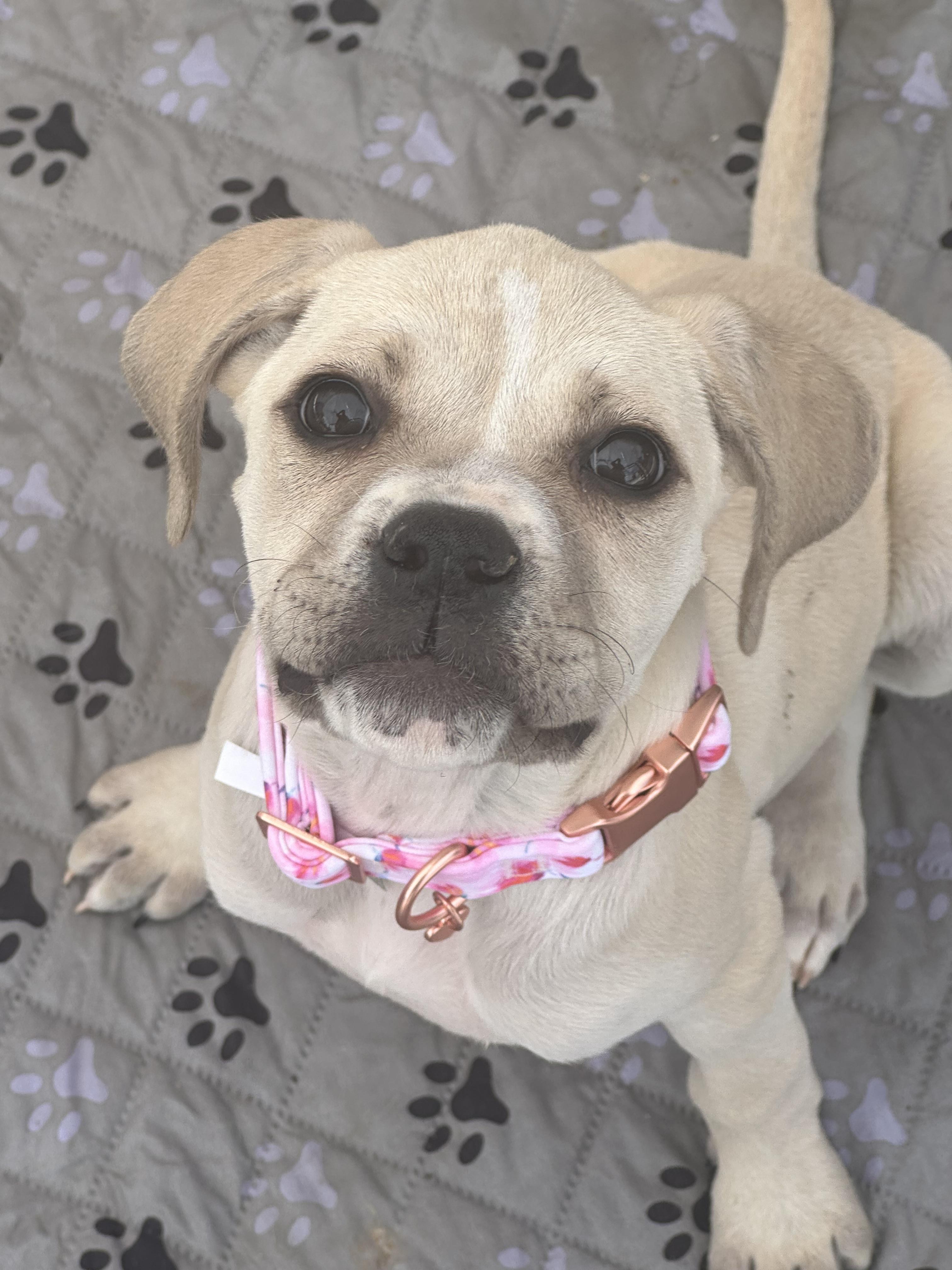 Enlarge Ducky, a ADOPTABLE mixed breed in Oklahoma City, OK image 2/2