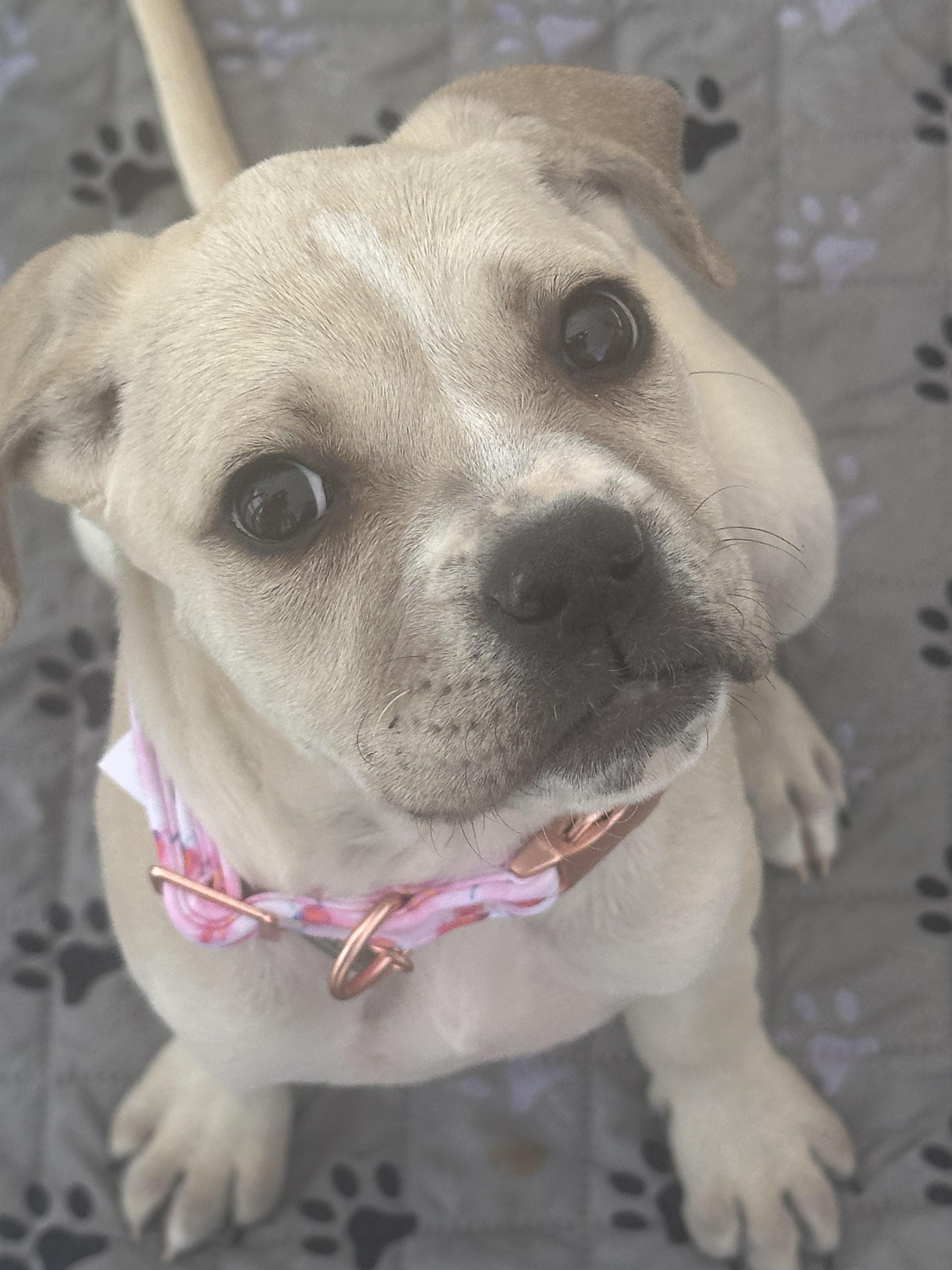 Enlarge Ducky, a ADOPTABLE mixed breed in Oklahoma City, OK image 1/2