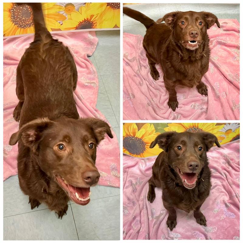Rover, ADOPTABLE, Adult Male Mixed Breed.