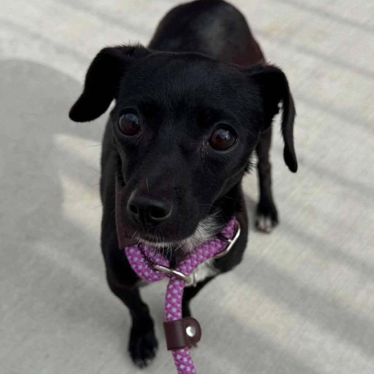 Enlarge Penelope, a ADOPTABLE mixed breed in Minooka, IL image 1/1